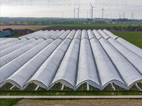 Open field strawberry cultivation in a foil greenhouse, young strawberry plants growing, near