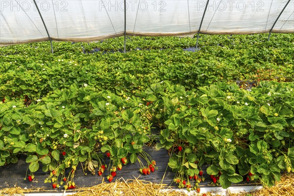 Harvest of strawberries, strawberry cultivation in the open, under a foil tunnel, young strawberry