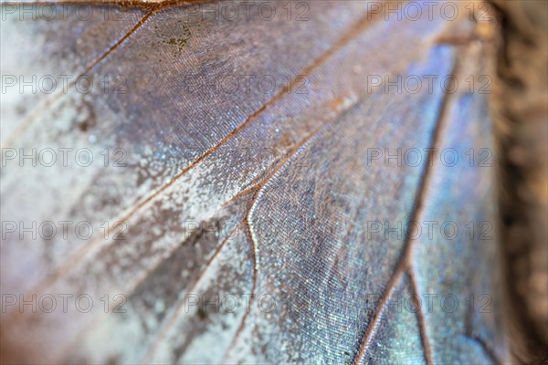 Detail of the butterfly wing of a Morpho helenor, Anaxibia morpho butterfly, Alajuela province,