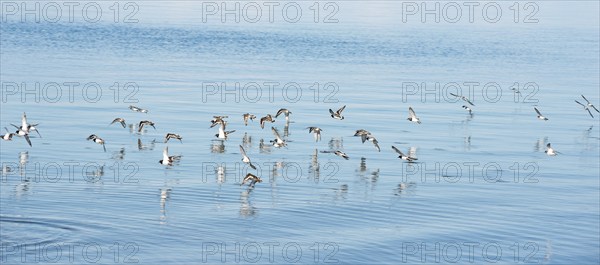 Ruddy turnstone (Arenaria interpres), little ringed plover (Charadrius hiaticula) and sanderlings