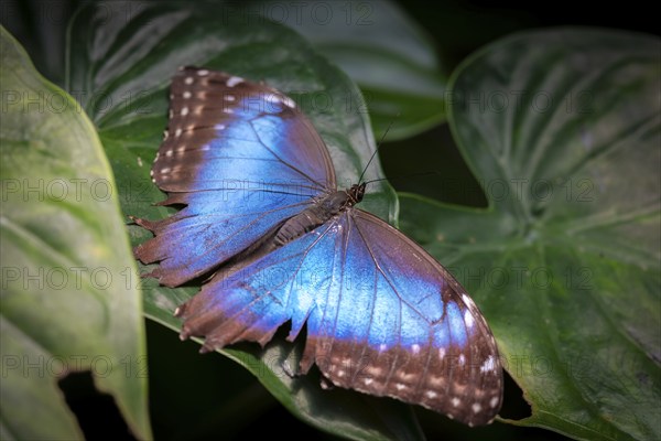 Morpho helenor, blue morpho butterfly sitting on a leaf, Alajuela province, Costa Rica, Central
