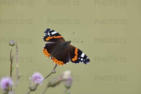 Admiral butterfly (Vanessa atalanta), butterfly sucking nectar from a thistle flower, insect,