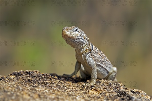Merrem's Madagascar swift (Oplurus cyclurus), Madagascan iguana native to southern and southwestern
