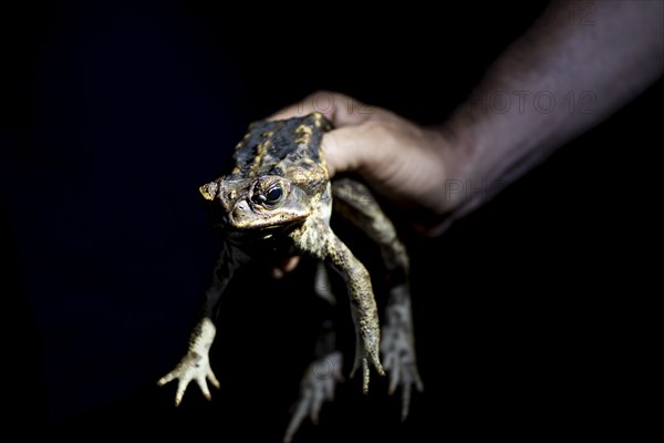 Hand holding toad, Aga toad also known as giant toad (Rhinella horribilis), at night in the