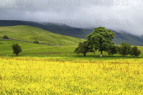 Farms in Yorkshire Dales National Park, North Yorkshire, England, United Kingdom, Europe