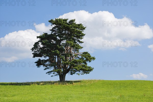 Old pine tree in Oberägeri, Canton Zug, Switzerland, Europe
