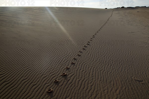 Sand dunes at Las Dunas natural park, Corralejo, Fuerteventura, Canary Islands, Spain, Europe