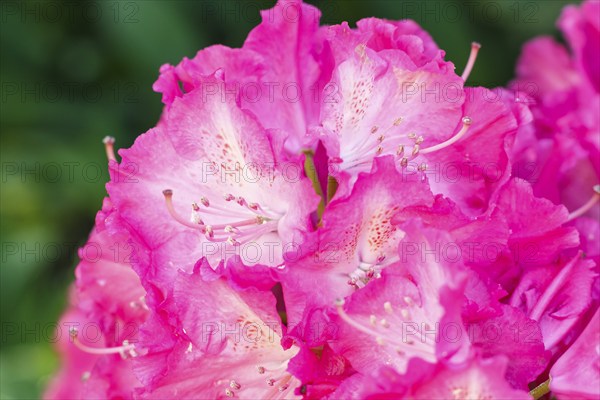 Rhododendron (azalea) flowers of various colors in the spring garden. Closeup. Blurred background