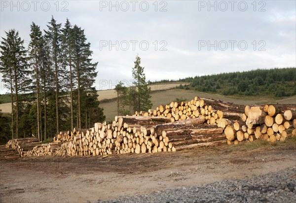 Tree felling forestry operations in Dartmoor national park, Bellever forest, Postbridge, Devon,