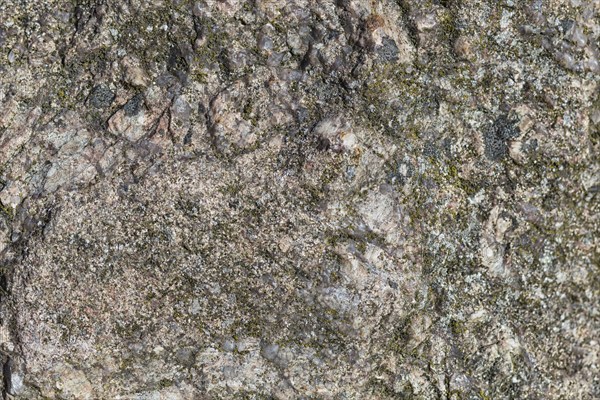 Texture of a boulder with moss and lichen