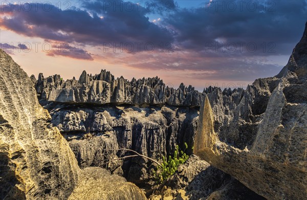 Needle stone rocks of the Tsingy de Bemaraha, Unesco World Heritage Site in the west of Madagascar