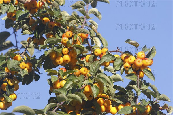 Ornamental apple (Malus), in the blue sky, North Rhine-Westphalia, Germany, Europe