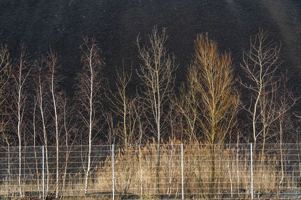 Coal stockpile, coal store, steam coal, for the STEAG Herne thermal power station, on the