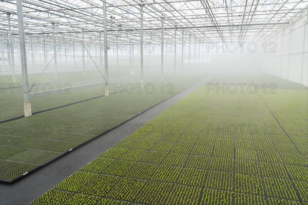 Garden nursery, cuttings, heather, broom heather plants, Calluna vulgaris, in the propagation