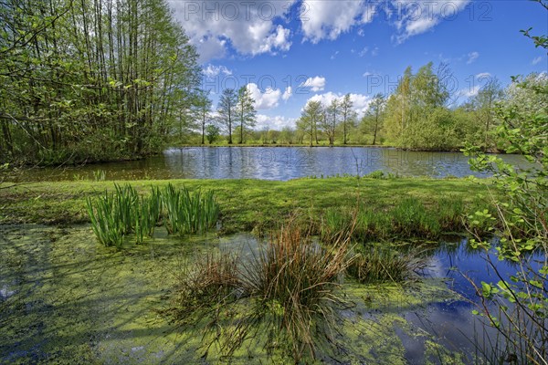Aquatic plants in a pond in the Kirchwerder Wiesen nature reserve in Hamburg. Hamburg, Germany,