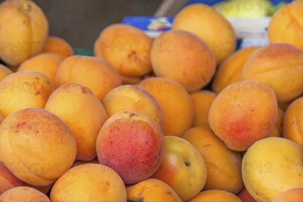 Apricots for sale on a market stall, Brittany, France, Europe