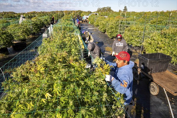 Paw Paw, Michigan, Migrant farmworkers harvest cannabis at Grasshopper Farms