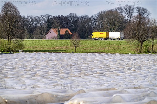Asparagus fields, asparagus stems under foil, for faster growth, near Kirchhellen, district of
