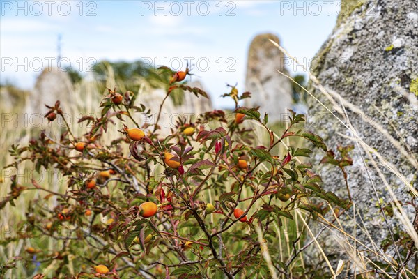 Wild rose hips on a shrub in front of the stones of a ship setting on the cemetery of Gettlinge