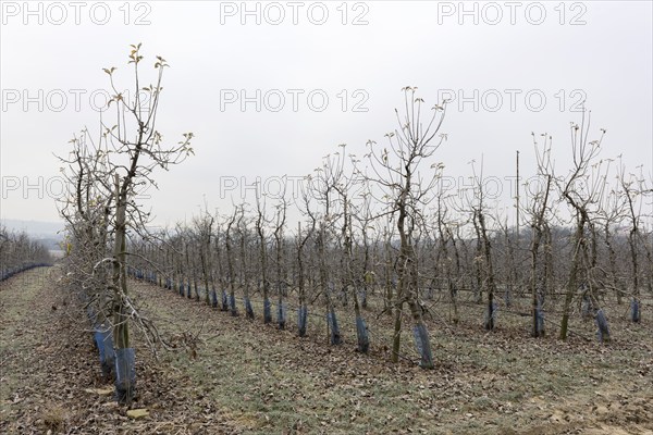 Orchard in winter, apples, Baden-Württemberg, Germany, Europe