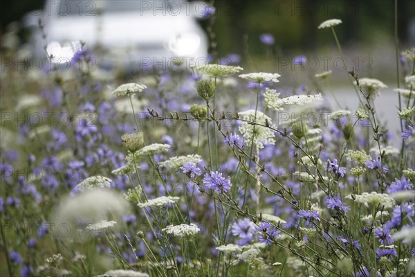 Roadside planting with chicory, July, Germany, Europe