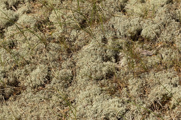 Detail, moss, circular hiking trail, nature reserve, Darßer Ort, Born a. Darß, Mecklenburg-Western