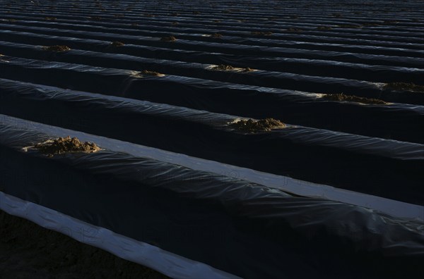 Black films prevent purple and green asparagus heads, control start of harvest, asparagus field,