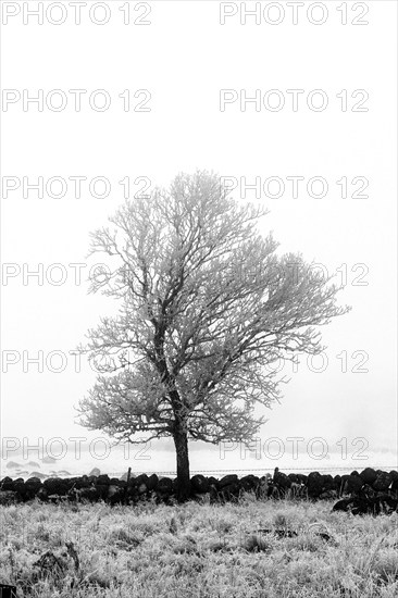Aubrac plateau. Isolated tree in winter. Lozere department. Occitanie.France
