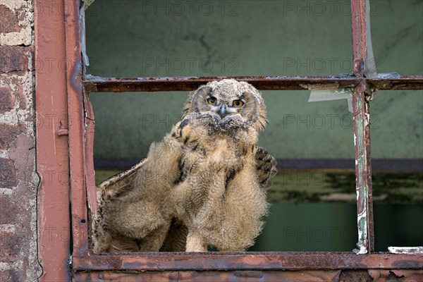 Eurasian eagle-owl (Bubo bubo), fledgling, stretching its wings, in an old window frame, industrial