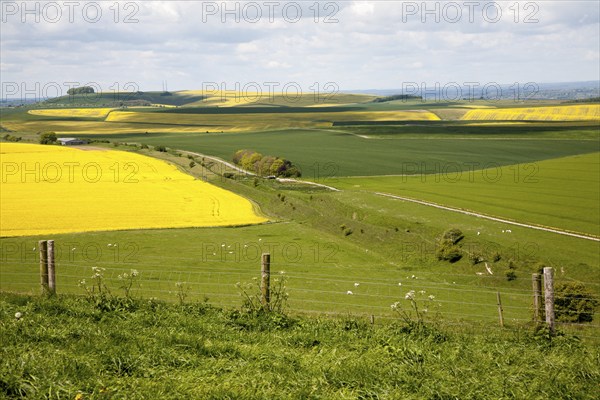Ditch and embankment of the Wansdyke a Saxon defensive structure on chalk downs viewed from Tan