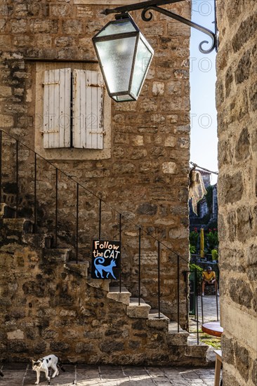Alstadtgasse with cat, Budva, Montenegro, Budva, Montenegro, Europe