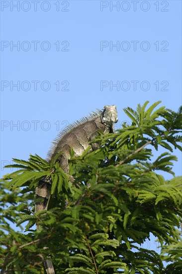 Green Iguana, Iguana iguana, on tree top, Amazon basin, Brazil, South America