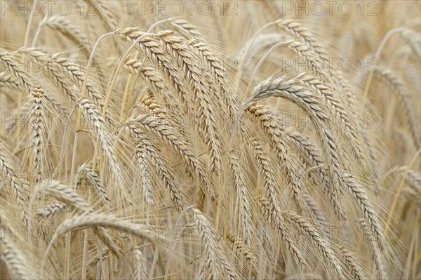 Barleys (Hordeum vulgare), barley field, grain ready for harvest, close-up, North Rhine-Westphalia,