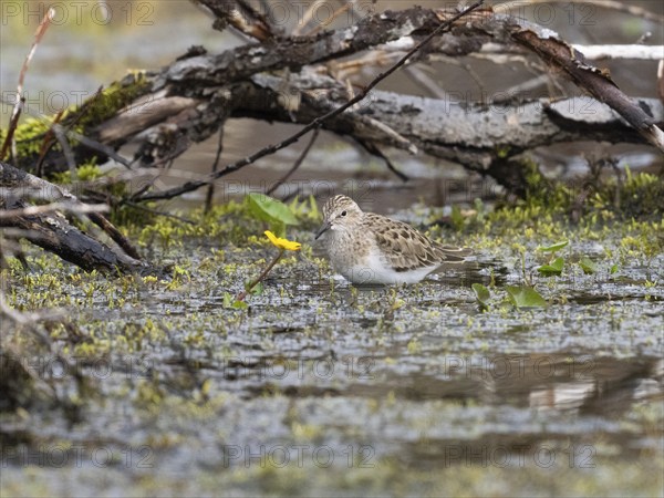 Temminck's Stint (Calidris temminckii), wading through marshland, searching for food, June,