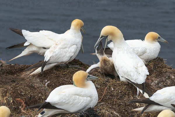 Breeding gannets (Morus bassanus) colony on the red sandstone cliffs of the offshore island of
