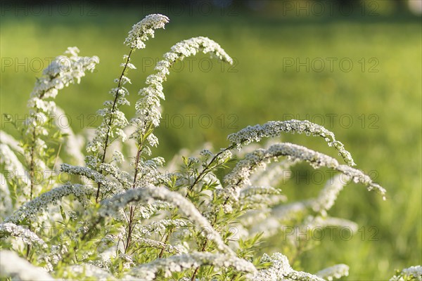 Blooming spiraea trees in spring park