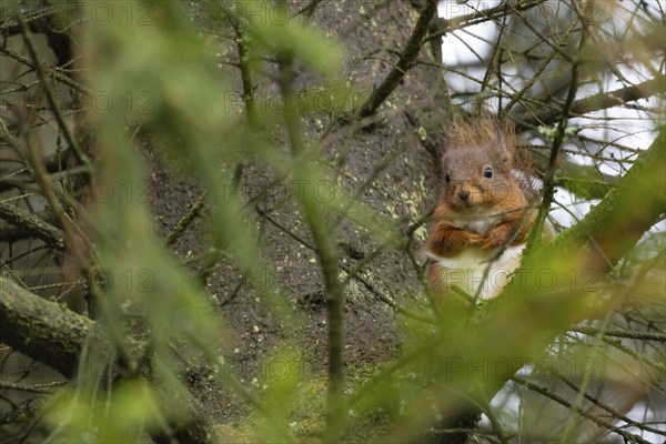Red squirrel (Sciurus vulgaris) adult animal on a pine tree branch in a forest, Yorkshire, England,