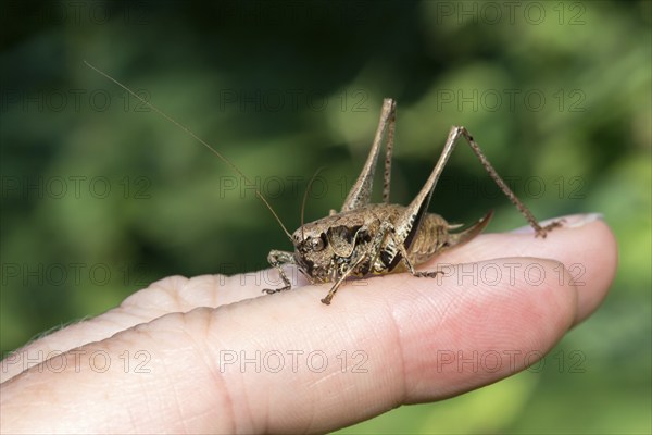 Dark bush-cricket (Pholidoptera griseoaptera) or common bush cricket, female, sitting on the