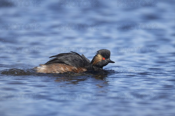 Black necked grebe (Podiceps nigricollis) adult bird in breeding plumage on a lake, Yorkshire,