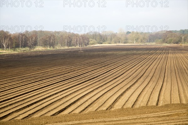 Rows made in sandy soil in field prepared for cultivation, Suffolk Sandlings landscape, Butley,