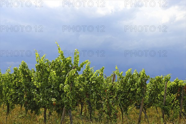 Symbolic image for longed-for rain: Approaching thunderstorm over the vines near Bad Dürkheim,