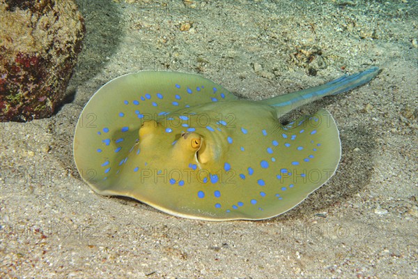 Bluespotted ribbontail ray (Taeniura lymma) Blue-spotted stingray lies with venomous sting on its