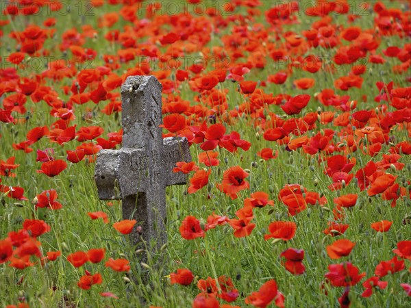 Poppy, poppy, cemetery, gravestone, cross, flowers, poppies, Tiszaalp-r, Kiskuns-gi National Park,