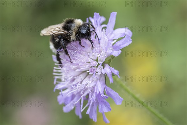 Shrill carder bee (Bombus sylvarum), Emsland, Lower Saxony, Germany, Europe