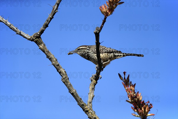 Cactus wren (Campylorhynchus brunneicapillus), adult, on wait, feeding, with prey, Sonoran Desert,