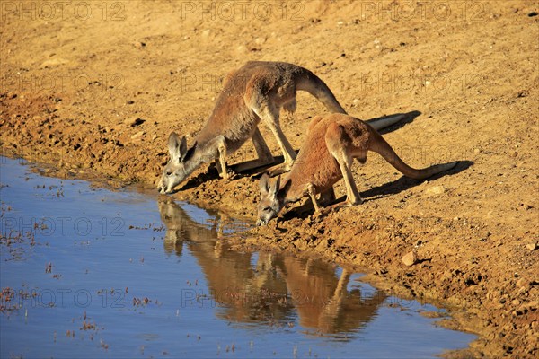 Red kangaroo (Macropus rufus), male, female, pair, drinking at water, waterhole, Sturt National