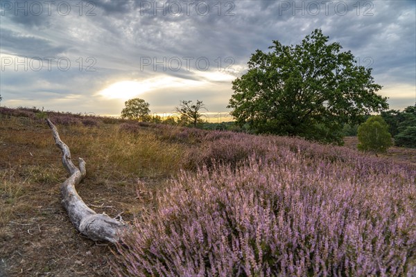 The Westruper Heide, in the Hohe Mark Westmünsterland nature park Park, near Haltern am See,