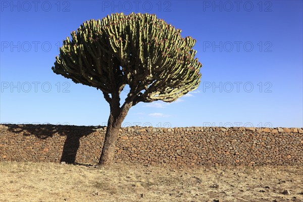 Ruins of the Palace of the Queen of Sheba near Axum, Aksum, Dongur Palace, Euphorbia candelabrum,