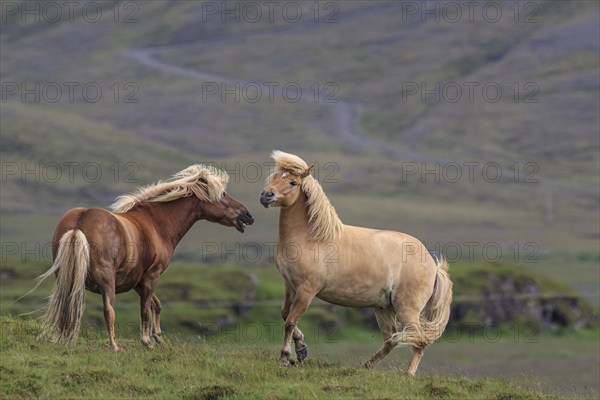 Icelandic horses fighting with each other, mountainous, Höfn, Iceland, Europe