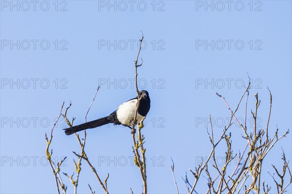 Magpie (Pica pica) sitting on branch in a treetop with a blue sky